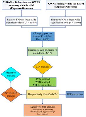 A two-sample bidirectional Mendelian randomization analysis investigates associations between gut microbiota and type 2 diabetes mellitus